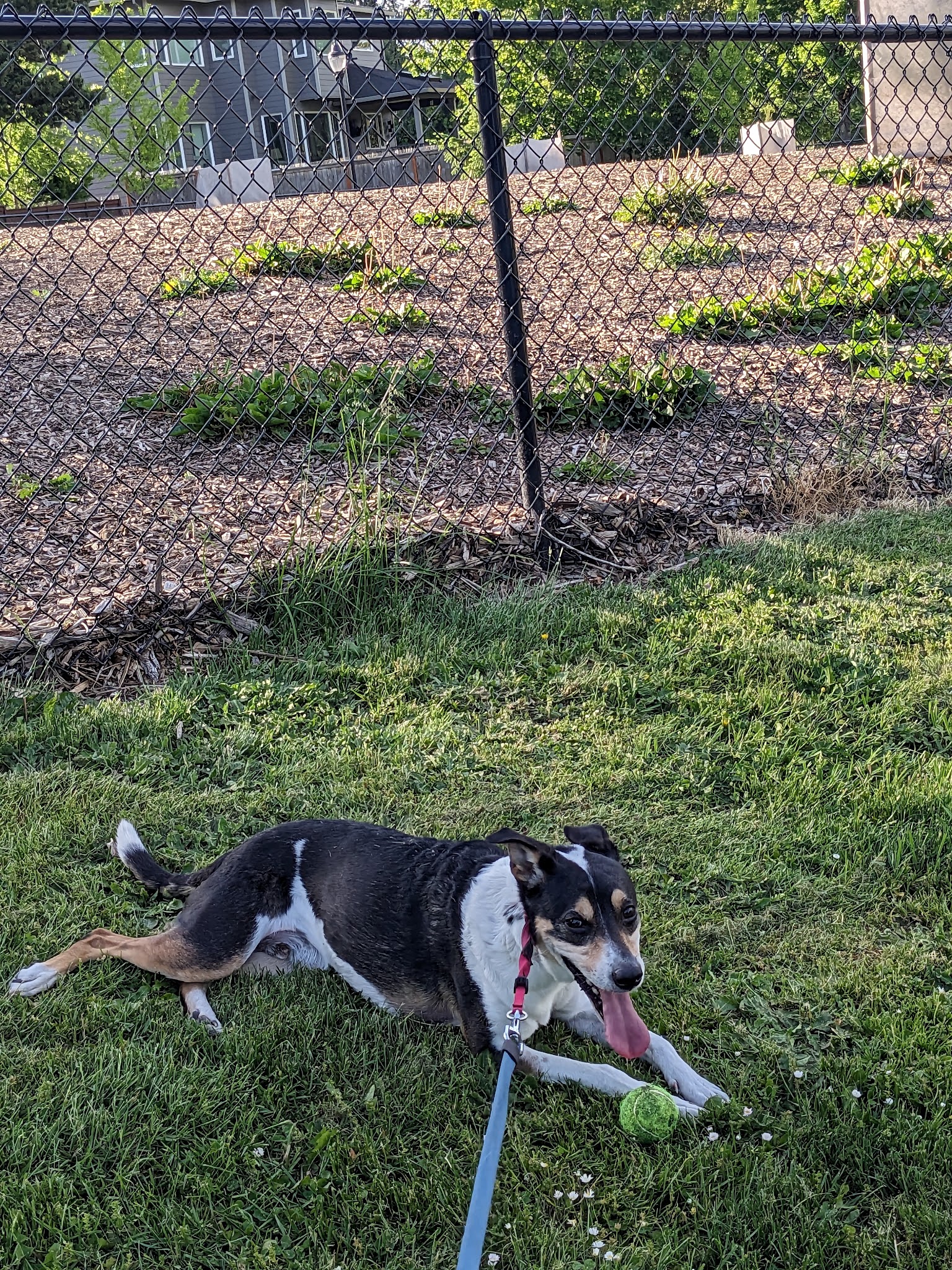 Dog Park