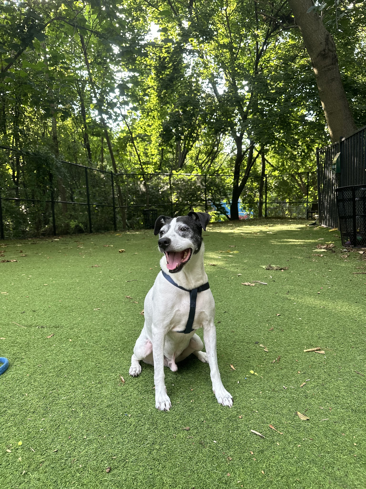North Clackamas Parks and Recreation Off-Leash Dog Park