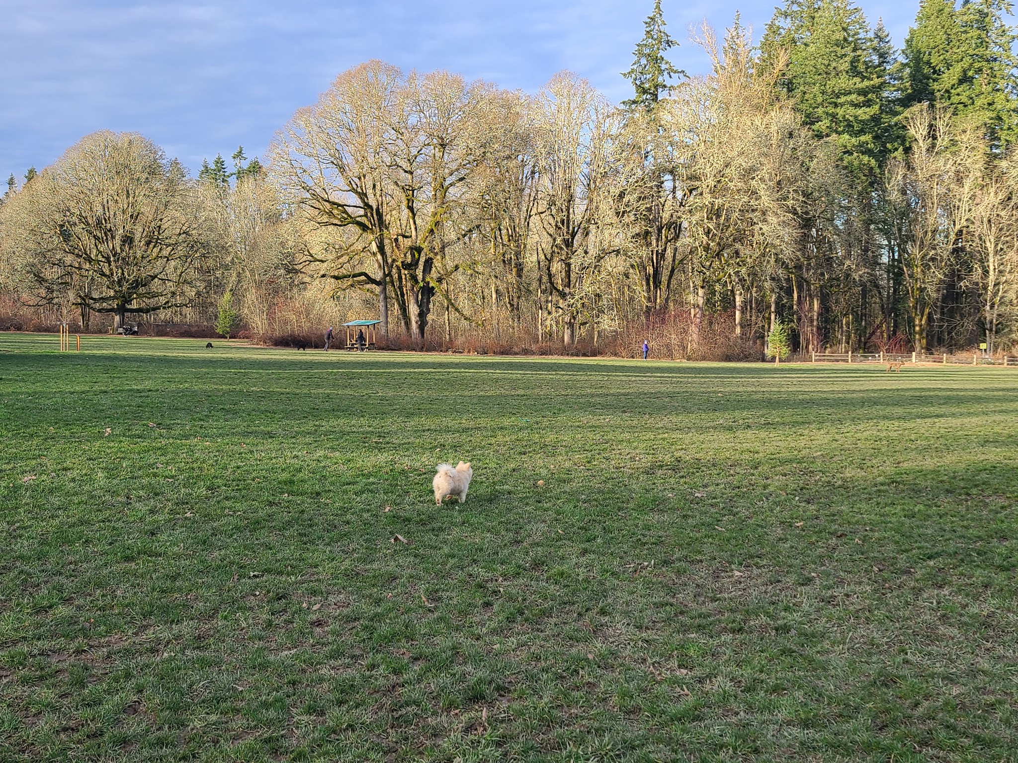 Mary S dog park